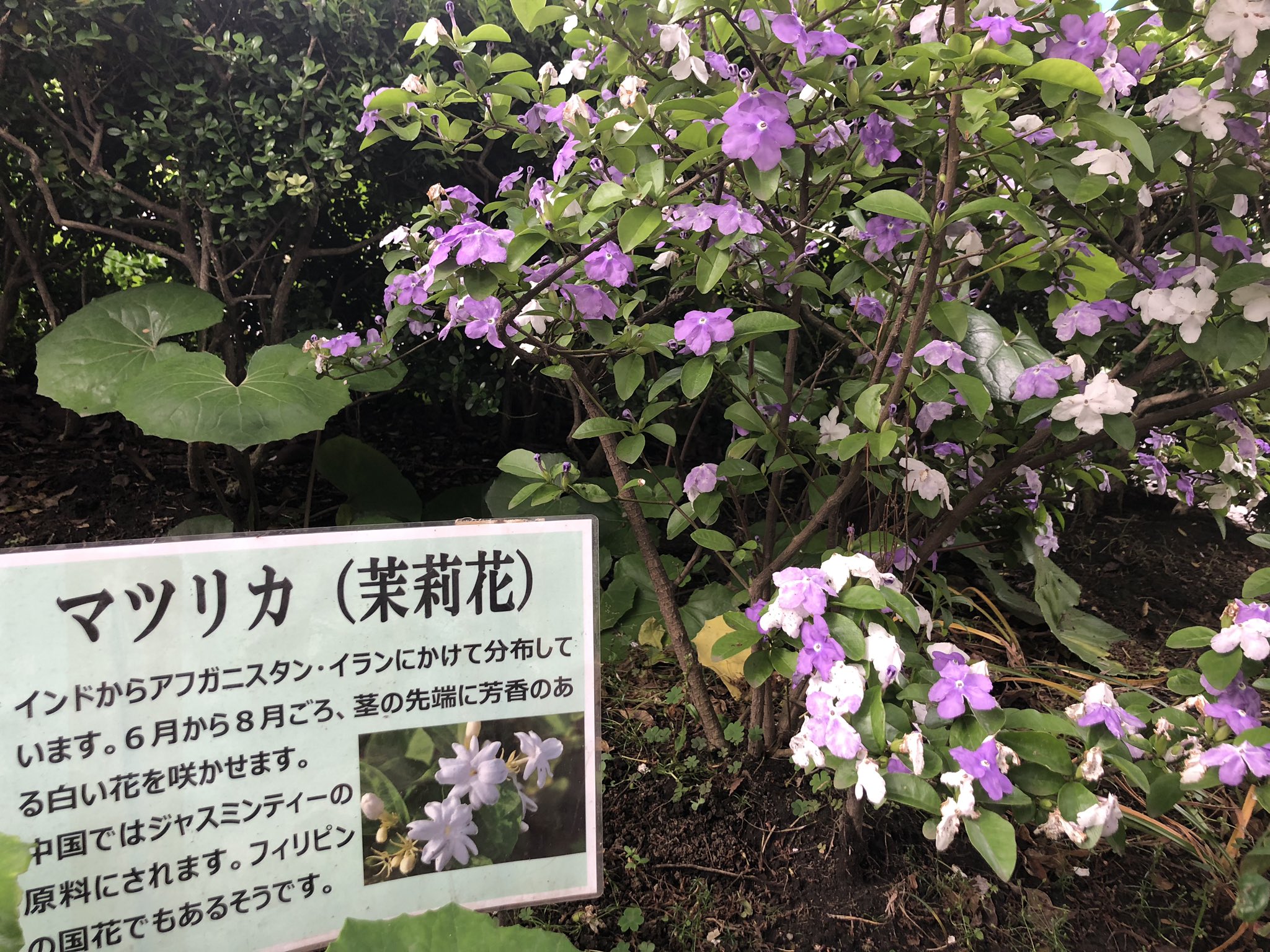 みか Beauty Aroma 自然療法士 ジャスミンの香りがする と思ったら これ ジャスミンらしい 調べたら確かに マツリカの学名は ジャスミンサンバック 大好きな香りです 私の知ってるジャスミンは 白い花だけどな と思い 検索したらやっぱり 白い花しか みか Beauty Aroma 自然療法士 ジャスミンの香りがする と思ったら これ ジャスミンらしい 調べたら確かに マツリカの学名は ジャスミンサンバック 大好きな香りです 私の知ってるジャスミンは 白い花だけどな と思い 検索したらやっぱり 白い花しか