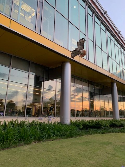 LSUUREC's tweet photo. This is the good luck hawk. He visited UREC yesterday. Retweet for good luck on your finals. 
📸 Michelle Loup https://t.co/RztBLJmM2B