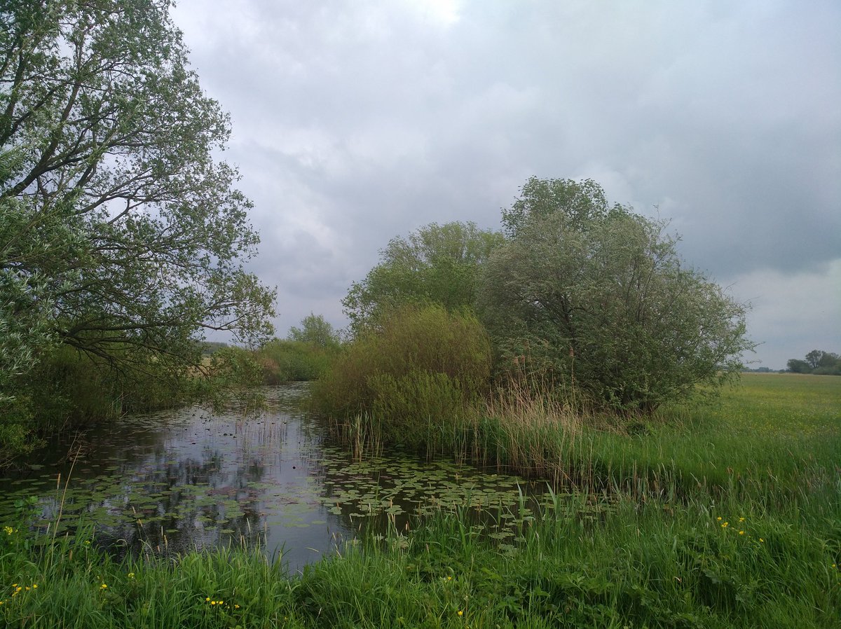 hetkampenvan's tweet photo. #Scherenwelle @Wilsuminfo #Strangen, #zijtakken #Gelderseijssel @RvdRIJsseldelta @IJsseldelta @ijsseldeltaB2B @staatsbosbeheer #visitkampen 2/3 https://t.co/Ml26CoTWx8