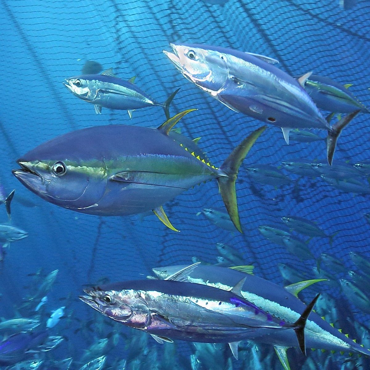 Hoy conmemoramos el Día Mundial del Atún, que representa una de las especies marítimas sobre-explotadas, víctima de su buena calidad nutricional. La FAO ha advertido la necesidad de una gestión más eficaz para restaurar las poblaciones sobre-explotadas
#diadelatun #tunaday