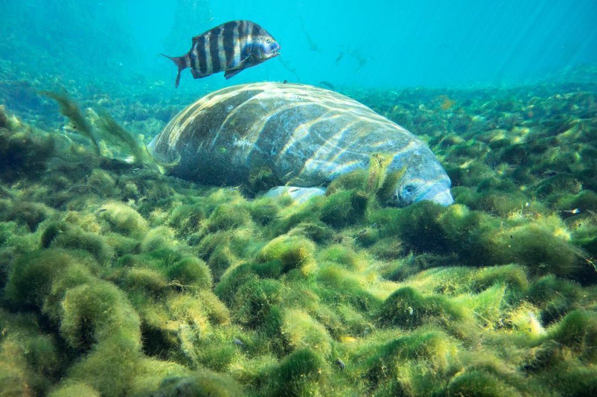flwildcorridor's tweet photo. Thank you, @alexofthewild for bringing attention to the state of our springs. #KeepFLwild #connectprotectrestore #Repost @alexofthewild
・・・You may look at this and see a cute manatee hiding in some green goo. I see only damage and loss. https://t.co/rZoY6Lwv3F https://t.co/cmRV8gkh84