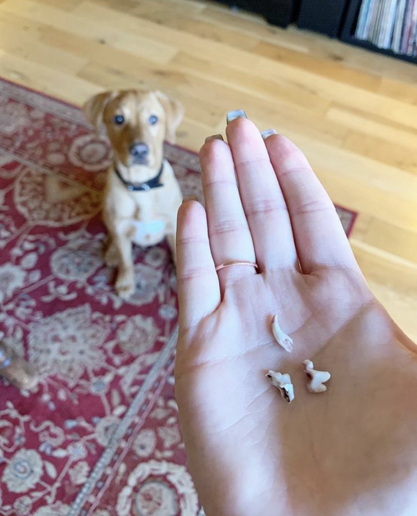 what puppy teeth fall out last