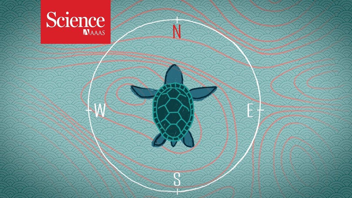 at_RIN's tweet image. Do you enjoy our animal navigation content? Have you ever wondered how animals navigate using magnetism? This 2016 video from @sciencemagazine explores #magnetoreception in animals and will give you an idea of what our animal nav group enjoy! buff.ly/2JcLBP5 #Navigation