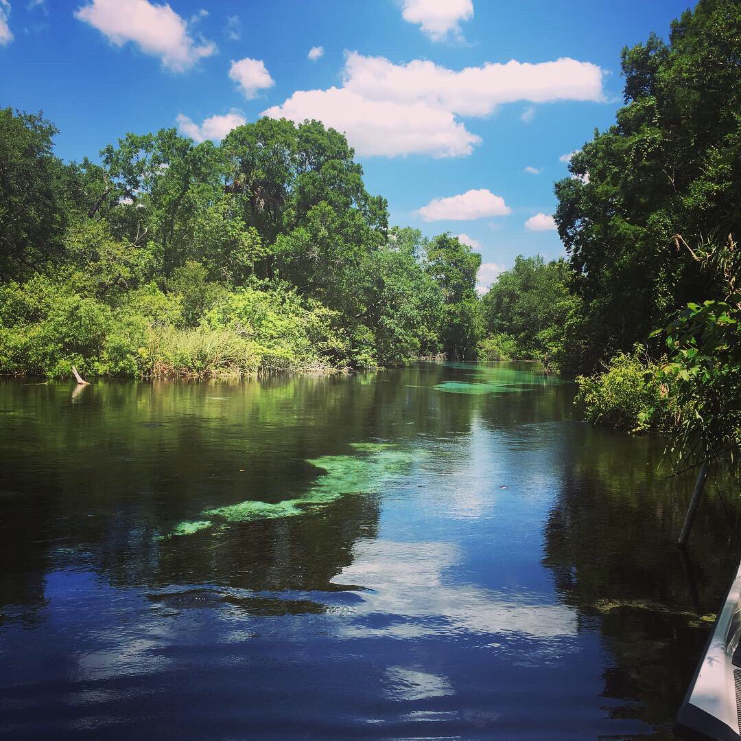 lindsatee's tweet photo. Snorkeled Chassahowitzka and Weeki Wachee springs surveying invertebrates for a nutrient cycling study by a student in @RiverGypsyAJ’s lab! #IFASwater https://t.co/bDEOWmwlwF