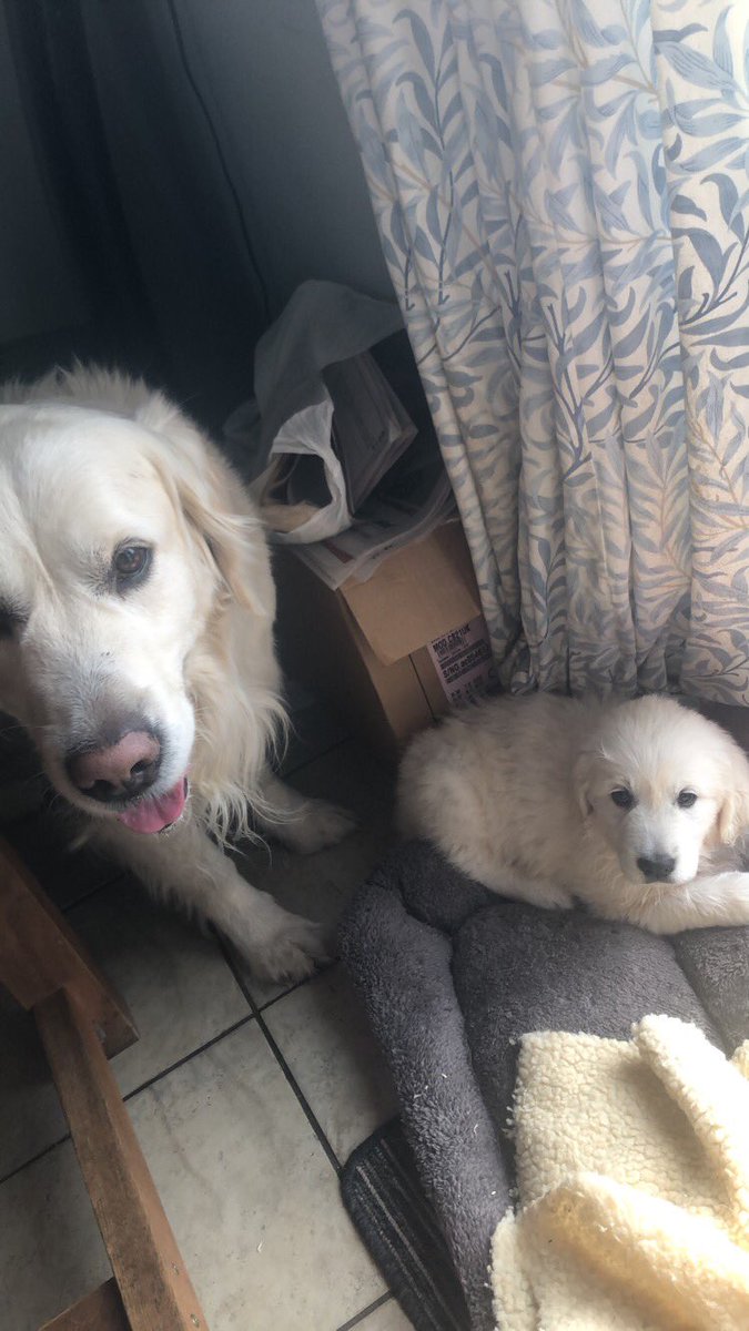 natbot32's tweet photo. My baby is home!!! Welcome to the Bolton’s Zaffy https://t.co/YK9BKlReA3
