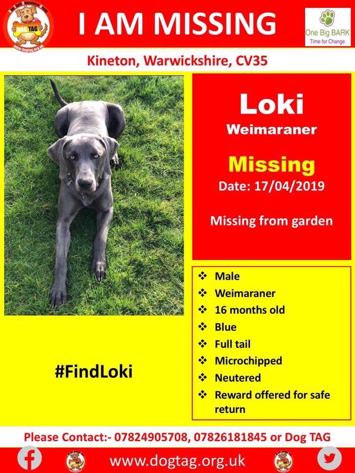 missingdogs155's tweet photo. Facebook Page-LOKI n PIPPIN missing❤️Male Weimaraner n Female Dachshund From Warwickshire Missing since 17/4/19😞#findLoki #findPippin @BlueFrenchie1 @gelert01 @rosiedoc666 @thedogfinder @Eloquencealways @RachaelB100 @SummerBreezeUS @suedaycam @jaynecellison @BrendaBlethyn https://t.co/KN3PTuAVFS