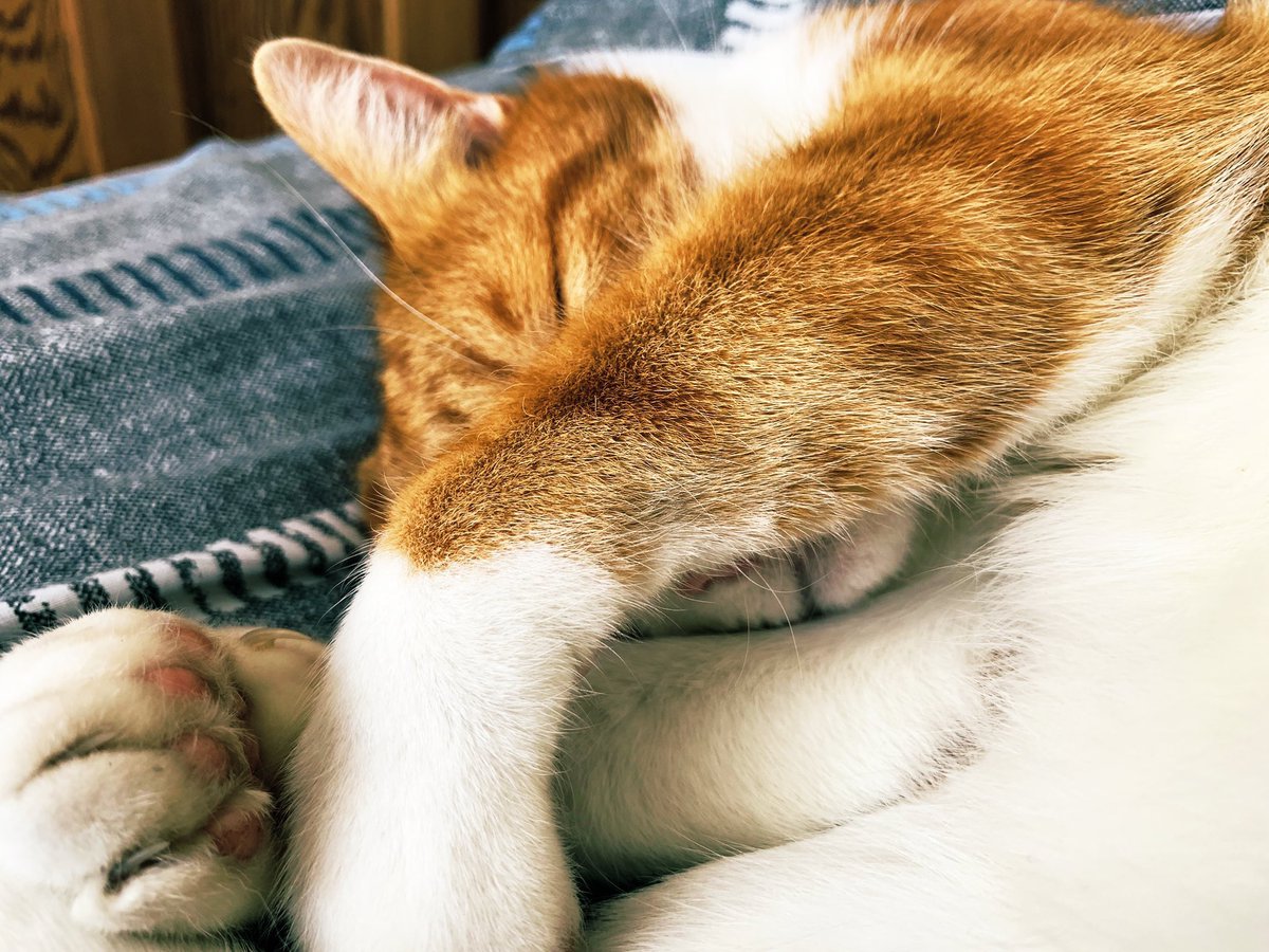 Charlie_cat000's tweet photo. Good night #sleepkitty ππΊ https://t.co/T2eJvnbqeD