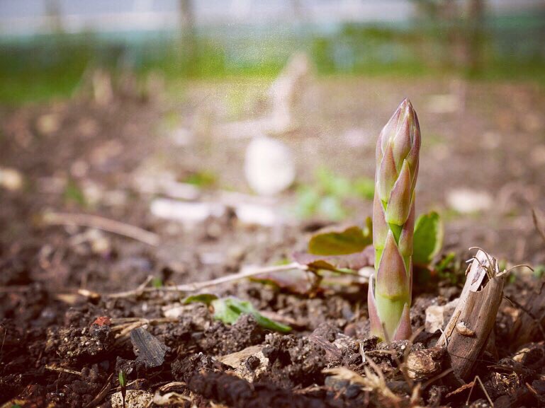 Barnsley_House's tweet photo. News from the veg patch 💚
The #asparagus has been growing at quite a pace and Ellie’s harvesting spears every couple of days for The Potager Restaurant 🌱 Come and try 🍽
https://t.co/1ZvBpui990
#NationalGardeningWeek #EdibleBritain #Cotswolds #Restaurant https://t.co/5gO38ZrDHk