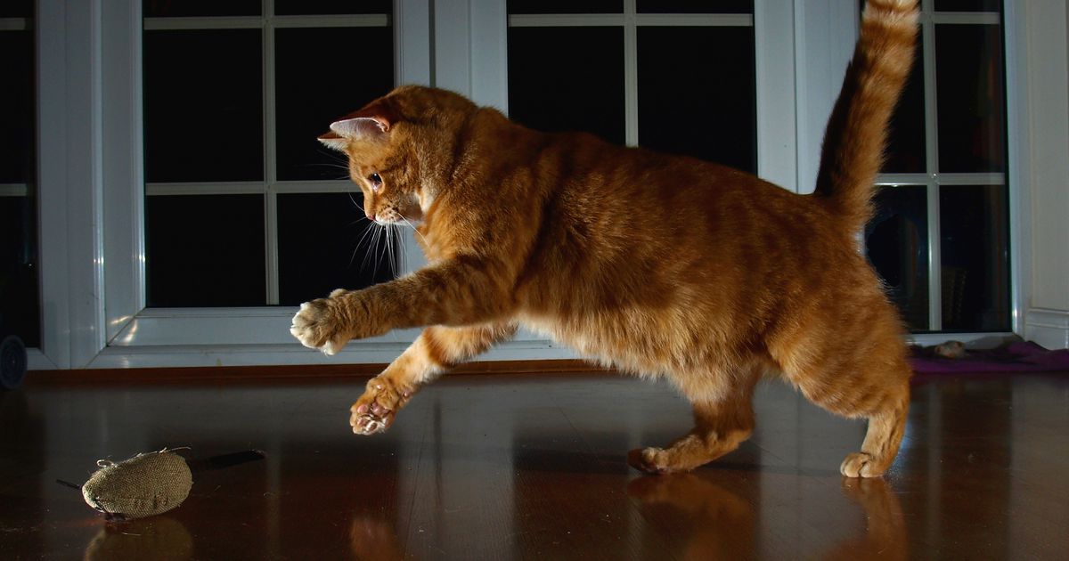 R0bLaurie's tweet photo. Yes, you can teach your cat to fetch https://t.co/Aeoanc49XU https://t.co/Iv9txe6spy