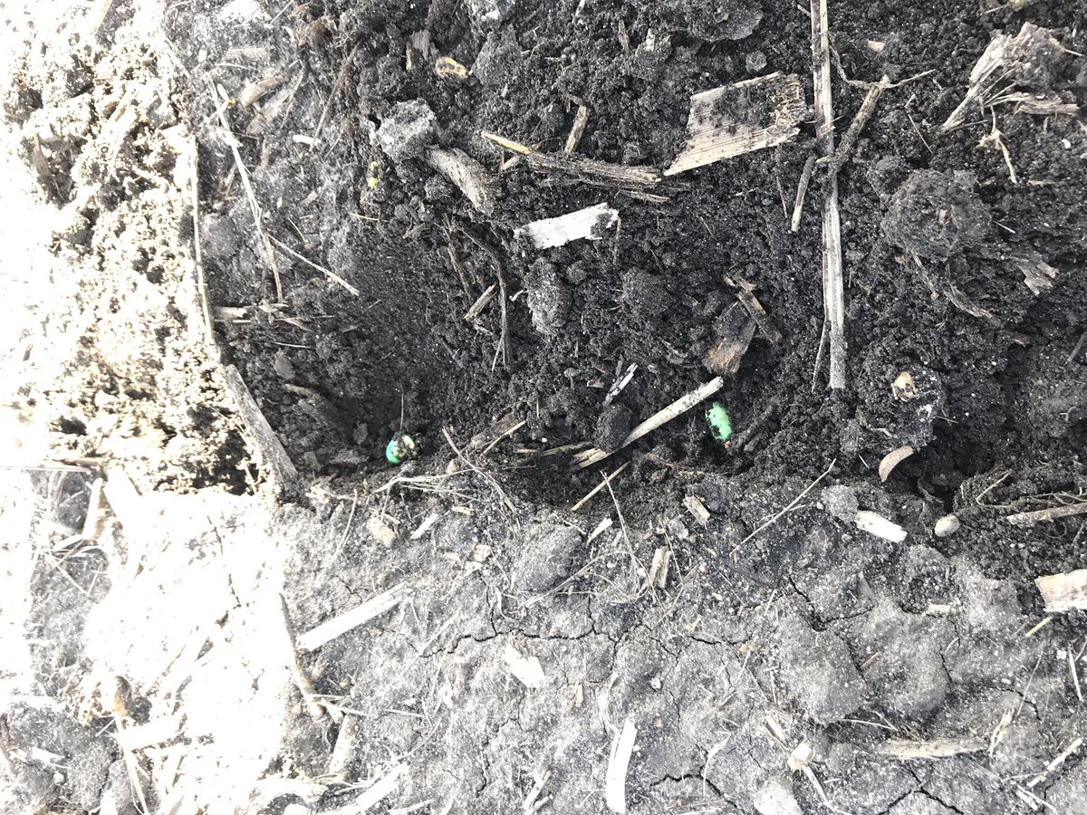 Mid-Iowa Seeds, LLC tweet media