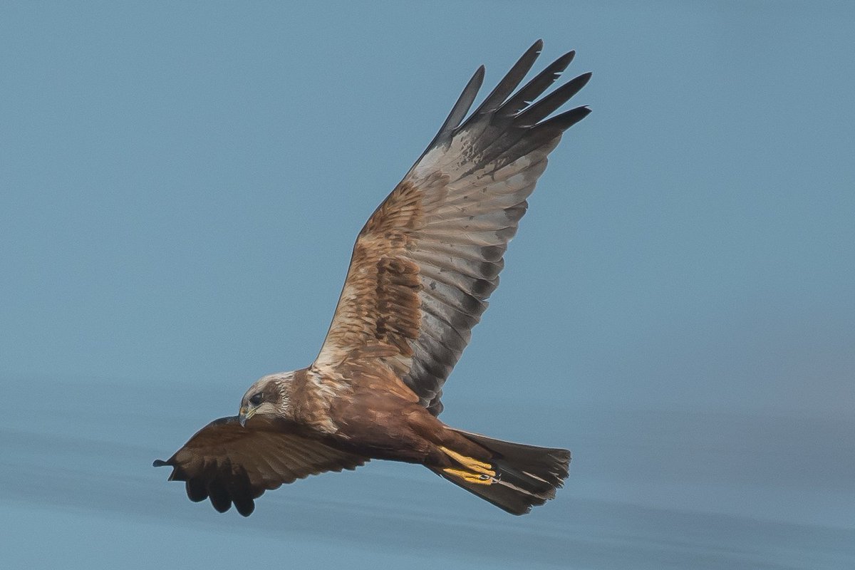 axbret's tweet photo. @clevelandbirds marsh harrier,s saltholme from wed. https://t.co/AJY4vC1cky