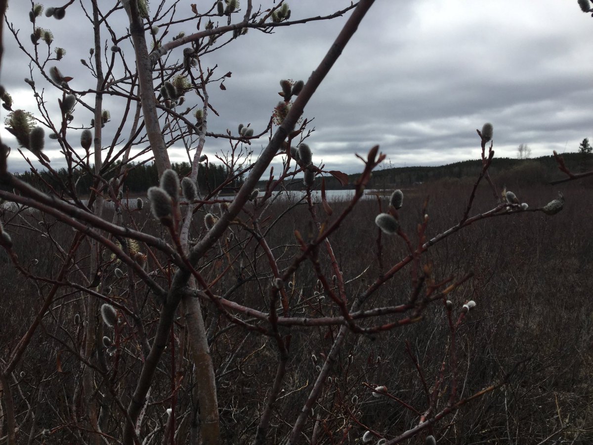 MinermanScotti's tweet image. #MissBusy Out Making Tracks #YukonSpring