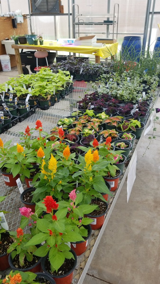 AlburnettFFA's tweet photo. Stop by the Alburnett Greenhouse tonight after school. We are open until 6 PM! https://t.co/YSVnBzmRwc