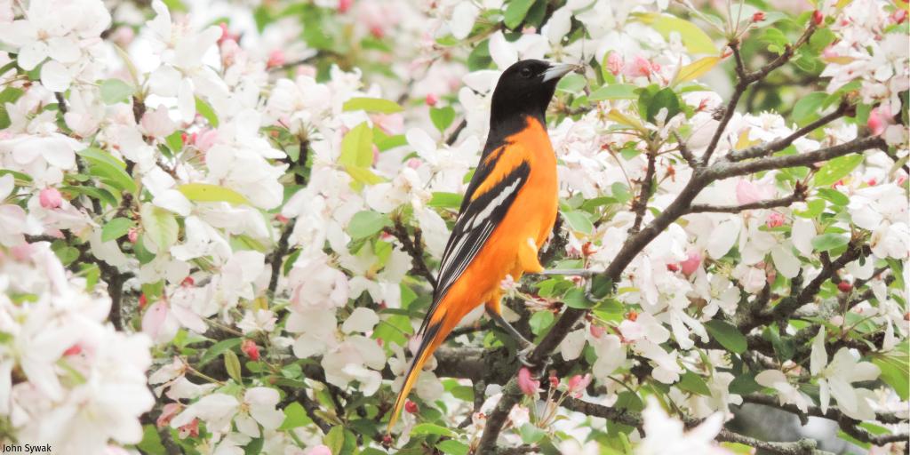 NWF's tweet photo. From @NWFMidAtlantic via @Baltimoremag: "#BaltimoreWildlifeWeek will be a lot about focusing on pollinators, the Chesapeake Bay watershed and iconic species that people can relate like orioles &amp; oysters.” 
Read more: https://t.co/zLAiDNY5RJ 
Join us: https://t.co/JNMqVyhLO0 https://t.co/uVtkXPhdMO