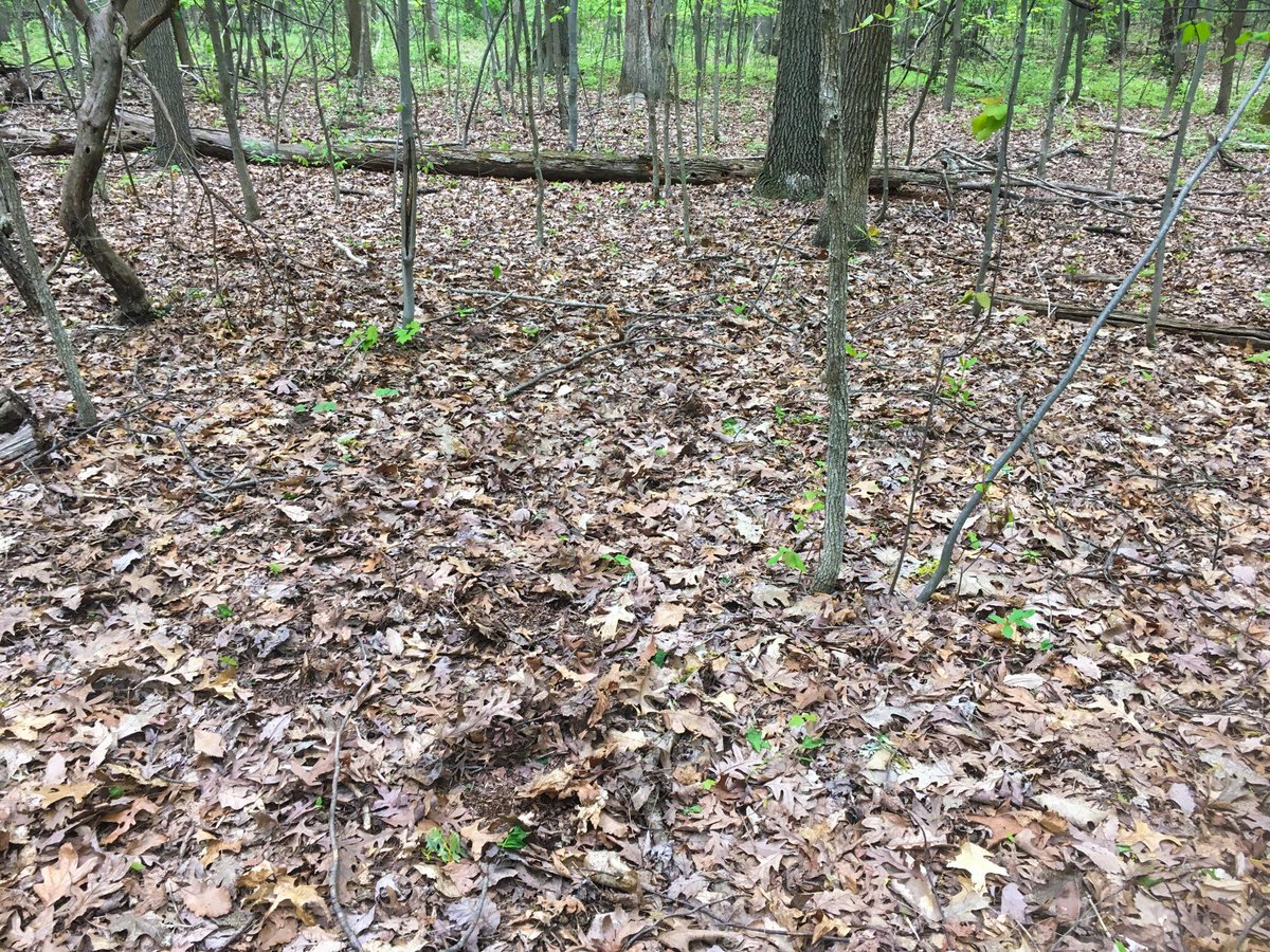 PennsylvaniaDEP's tweet photo. DYK? May is Lyme Disease Awareness Month. Check out these images of ticks collected today in York County as part of DEP's tick survey. You can also see the habitat where the collections were made. Learn more about the tick survey funded by @PAHealthDept ➡https://t.co/jpKKdPeSNf https://t.co/wQNd2ilXe5