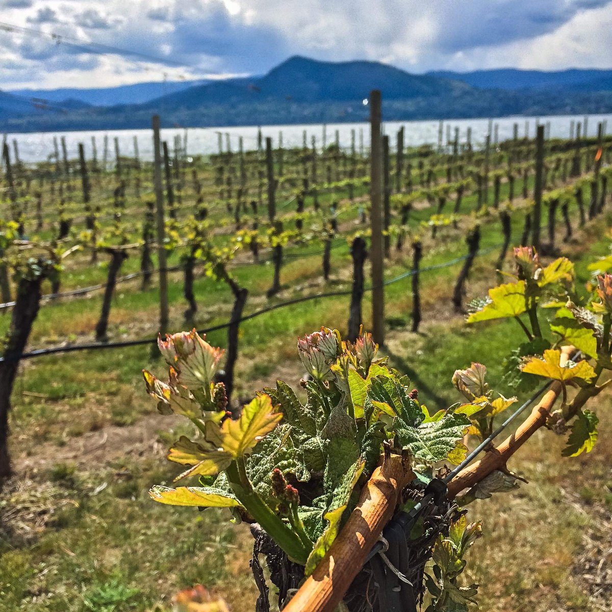 BCWineTrends's tweet photo. Kettle Valley Winery for Bold Pinot Noirs https://t.co/C93s5iw2Kn via @bcwinetrends @kvwinery 
Read more about the Kettle Valley Winery 2018 Harvest and their big bold dark Reserve Pinot Noir that works fabulously with Moroccan lamb. https://t.co/x58OzaiUky