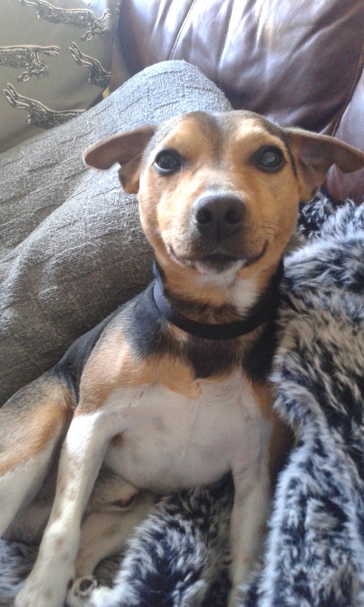 Adam_G_Howe's tweet image. Cross your paws for Gino. The little guy goes to the vet tomorrow to have a tumor removed. Hopefully the cancer hasn't spread. Results from the biopsy next week.