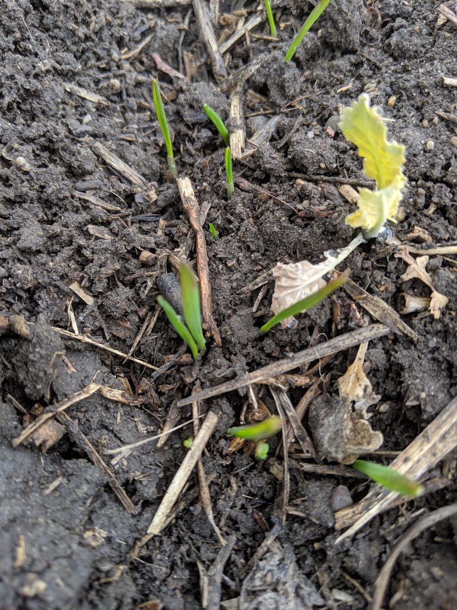 TomFarms6's tweet photo. These brave little wheats have taken some frost the last few days. Are they ok? #plant19 #coldmay https://t.co/kiU0hyDiId