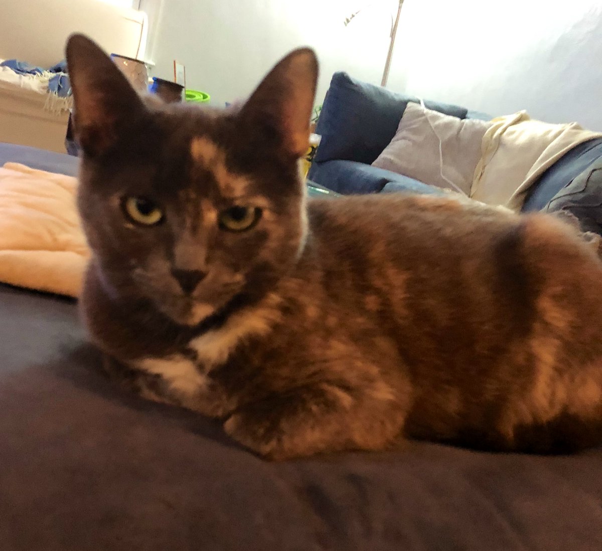 I don’t think I’ve ever tweeted about my cat before .... Man I can’t wait to get home to her #Leilahtheprettypussy