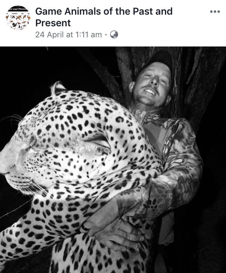 Xpose Trophy Hunting on Twitter "Does this leopard look sick or old