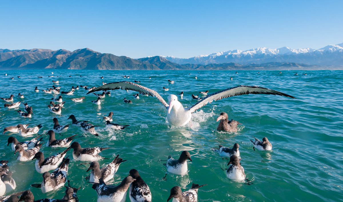 Albatross Encounter - where majestic birds soar and dive over stunning waters beneath endless skies with a backdrop of the Kaikoura Ranges #NZMustDo 
mustdonewzealand.co.nz