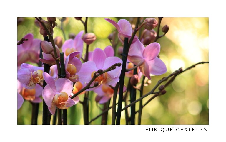 jecastelan's tweet photo. Hay belleza en este mundo

#DiaDeLaTierra #winforearth #orchids #colors #photography #photooftheday #photo #fotografia #YourShot #photo #photograph #colorsofthemonth #ColorofLife #truecolorsday #FelizJueves #PintoFotografia #500px #500pxrtg https://t.co/z9bTg6lTVy