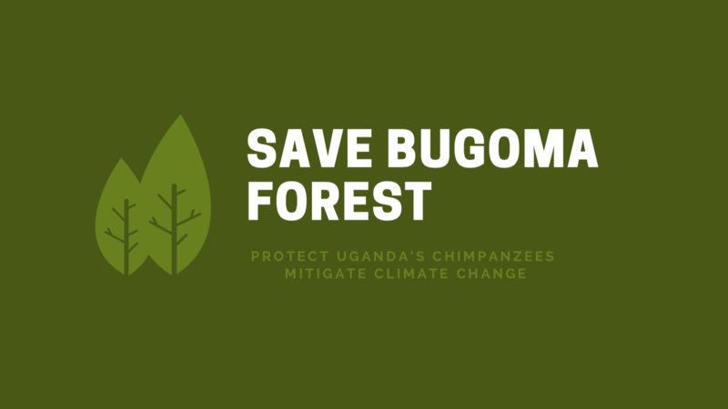 Bugoma is home to about 500 chimpanzees, making the forest a chimpanzee sanctuary. Among other primates, Bugoma hosts a population of Ugandan mangabeys, endemic to only this forest therefore unique treasure. The bird list is of 221 species recorded.