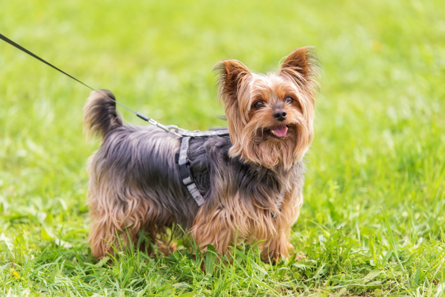 Dog_Tap's tweet photo. Top Dog Food for Yorkshire Terriers https://t.co/fkcF3NctiI https://t.co/GivM5olQJg