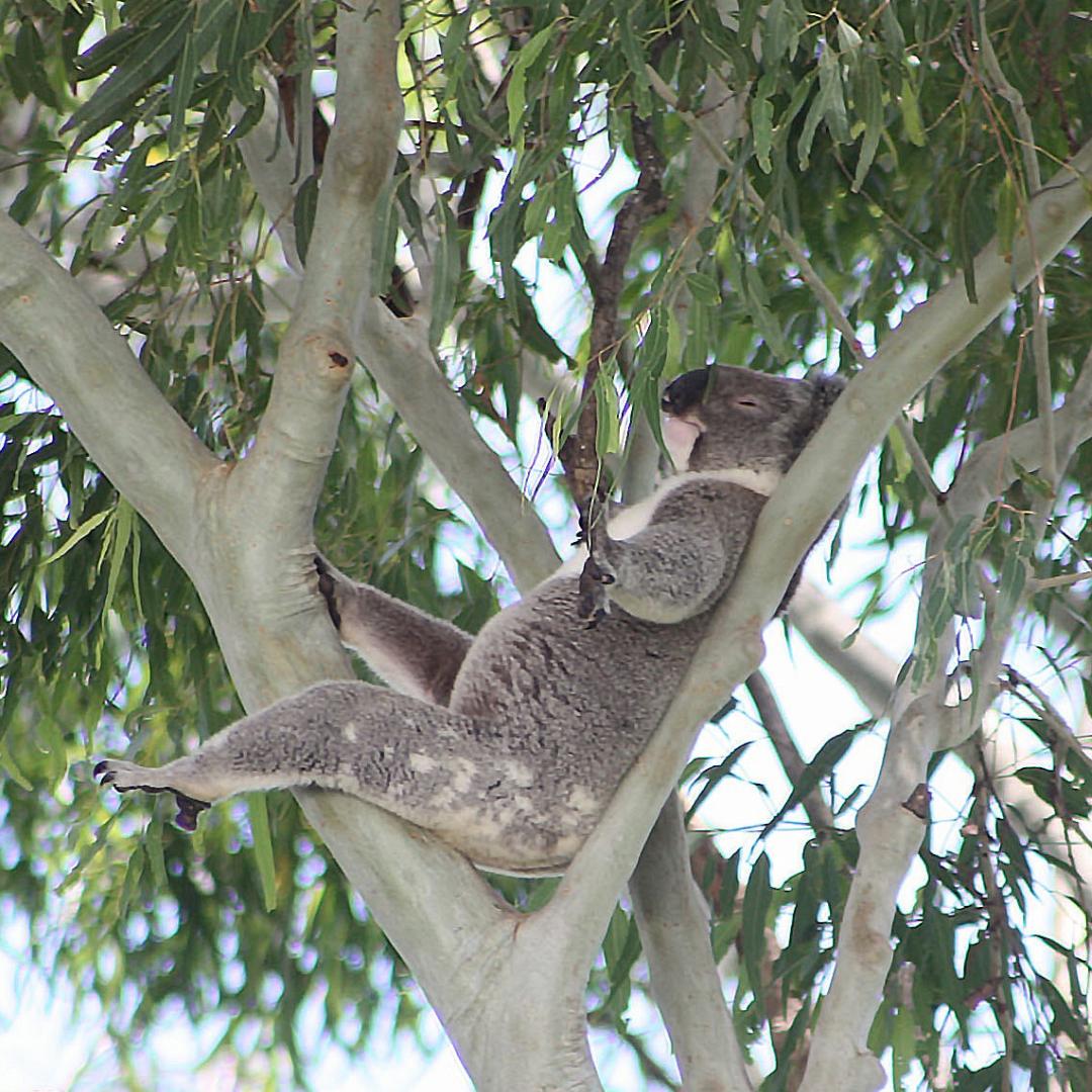Australia's tweet image. This koala has certainly mastered the art of relaxation on #WildKoalaDay, managing an elevated snooze paws-free is quite the talent!  🐨 

(via IG/inc.bangalowkoalas in #Bangalow, @NewSouthWales)  

#seeaustralia #newsouthwales