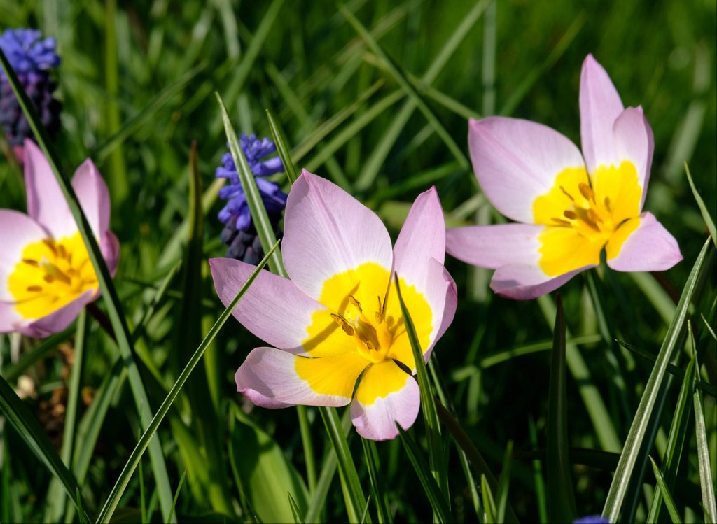 HamHouseNT's tweet image. We're really looking forward to the bank holiday- enjoy the last of these lovely tulips and all our springtime gardens have to offer. 

bit.ly/MayDayHH

 #tradition #mayday #maydew #nationaltrust