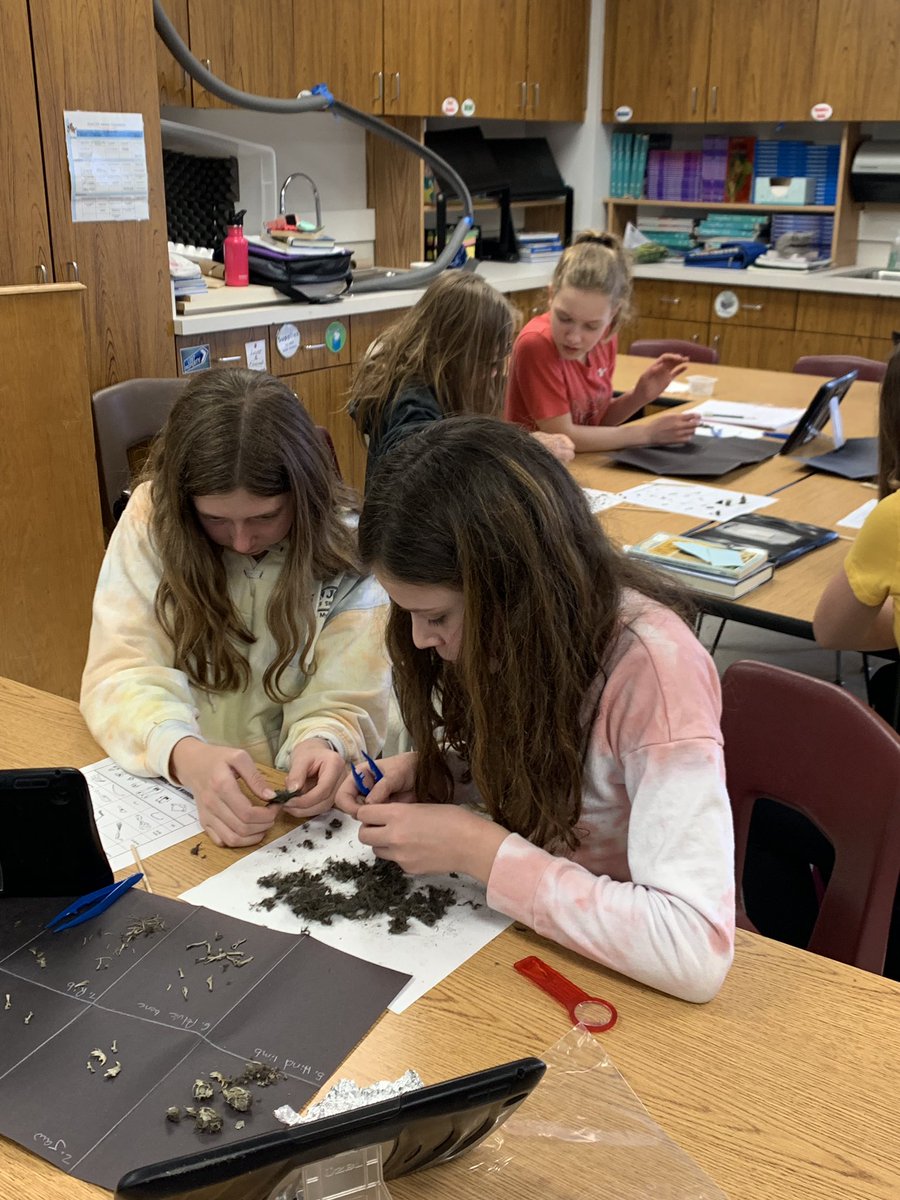 EveWoz's tweet photo. Barn Owls are unable to digest the fur and bone of their prey, which they usually swallow whole. The indigestible parts are regurgitated in the form of a pellet. We dissect the pellets to see what they ate. #LVPyramid @LinevilleHSSD @HSSD
#MoreInterestingThanGross
#NotPoop https://t.co/z1b3NswWGP