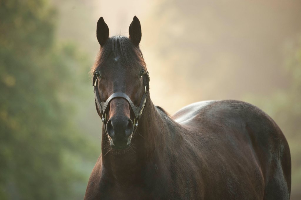 Happy Birthday to our Breeders' Cup Classic Champion, Blame! Blame was born on May 2nd in 2006.