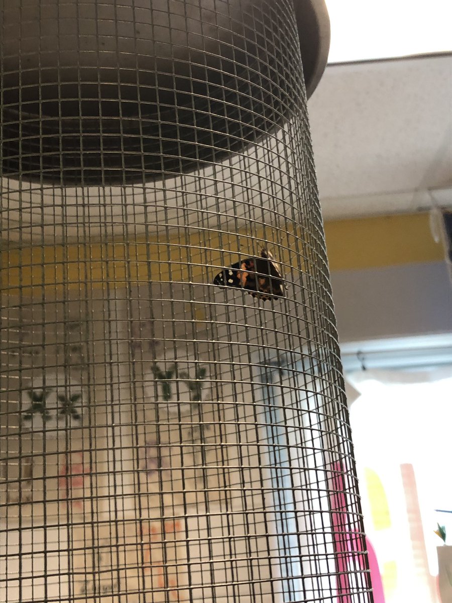 AngelAl97118471's tweet photo. Exciting times in Room 2 today!  Caterpillars to 🦋. https://t.co/qRkqpziVxX