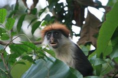 SwethaxxR's tweet photo. These adorable creatures with bright hair now have a safe and protected habitat. Tanzania has officially created a new national park, the Magombera Nature Reserve, extending protection to numerous species of rare plants and animals! #ees028 #UdzungwaRedColobus https://t.co/RXjaYMeZ9n