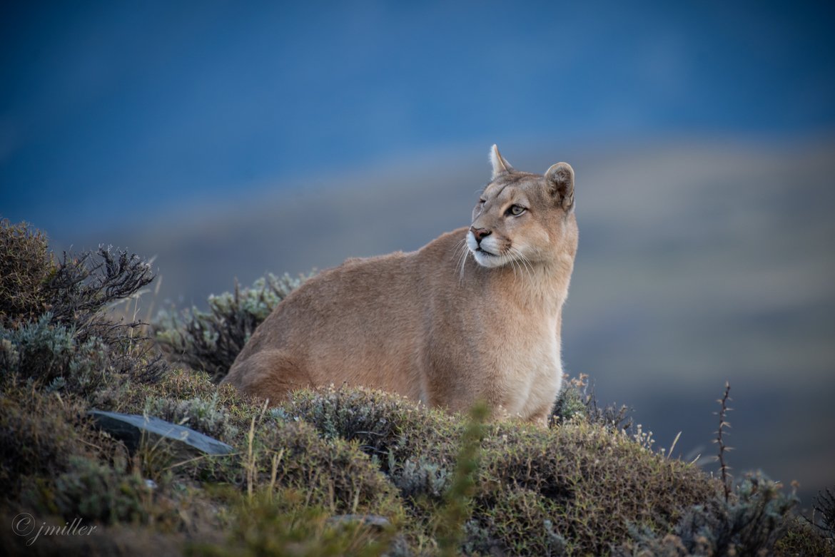 Wildlife_Pic's tweet image. "Patagonian Puma" by Jerry Miller
bit.ly/2DKe5fM
#photooftheday #puma #chile #patagonia