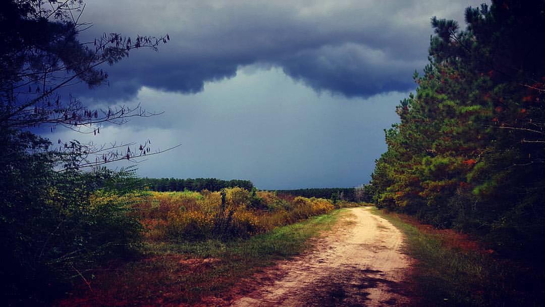 Texas Forest Trail tweet media