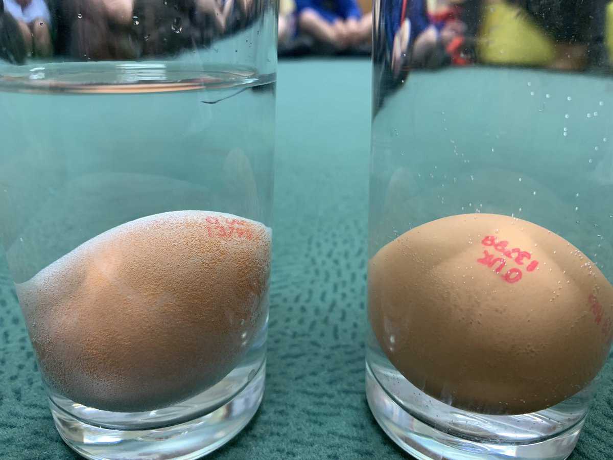 GEliseM30's tweet image. We love an investigation/experiment in our Early Years. Let’s find out what happens to an egg soaked in vinegar! #bouncyegg #eyfs @EldonGroveAcad #childrenexcitedfortomorrow
