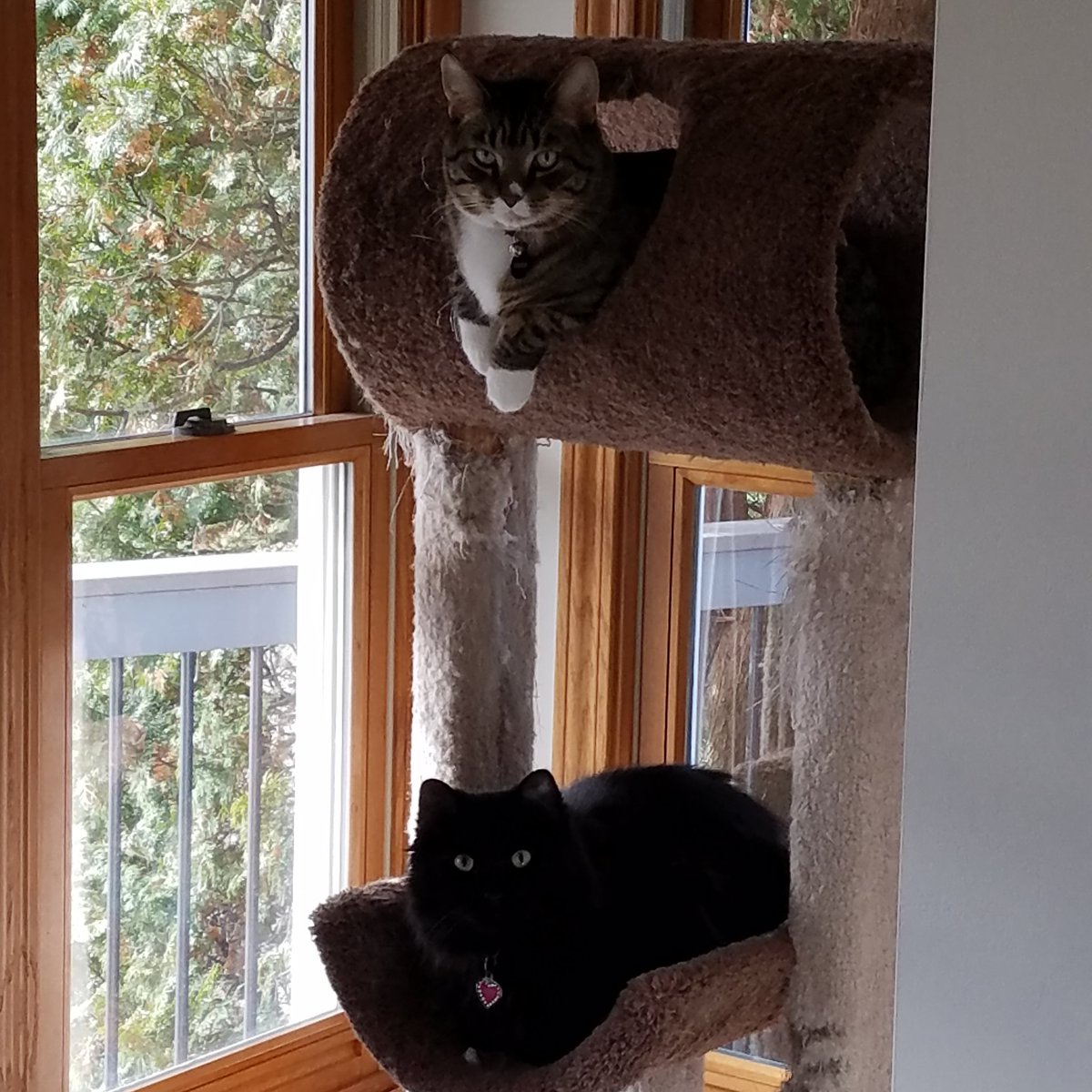 KimPleticha's tweet photo. @janashortal @rareformprops Cats! As many as possible! https://t.co/JnJgqWij8n