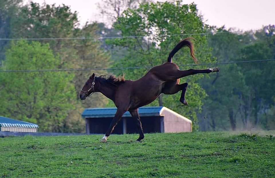 BluegrassScenes's tweet photo. Derby Week in Kentucky, by @mcclanahanjanet https://t.co/gwGBhqCvTG