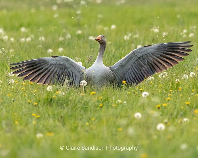 claire_sandison's tweet photo. "The Hills Are Alive With The Sound Of Music "
#summerleys #summerleysnaturereserve#birds #birdphotography #nature #naturephotography #wildlife #wildlifephotography#britishbirdlovers#rspb  #wildlifetrustbcn #greylag #greylaggoose #wingsspread #feathers #meadows #goose #landi… https://t.co/gE22rfUqtF