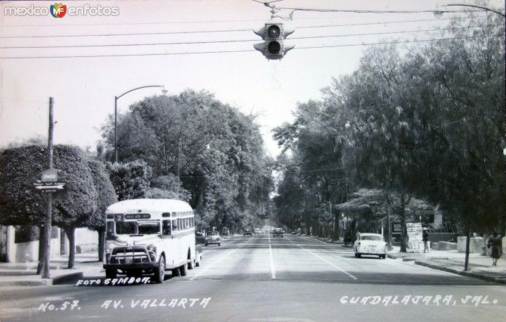 Hasta 1980 en Guadalajara afuera de casi cada casa había un árbol.

Gran patrimonio de árboles y sombra.

Para abrir estacionamientos y por que "hacen basura" los tapatíos nos encarnizamos con ellos e hicimos una tala masiva; despiadada.

Avenida Vallarta.
