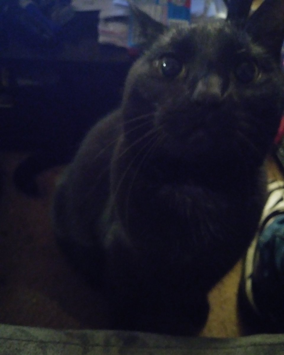 millrach1989's tweet photo. #Blacktwitter #Caturday #kittycat https://t.co/AhLT8RvdhO