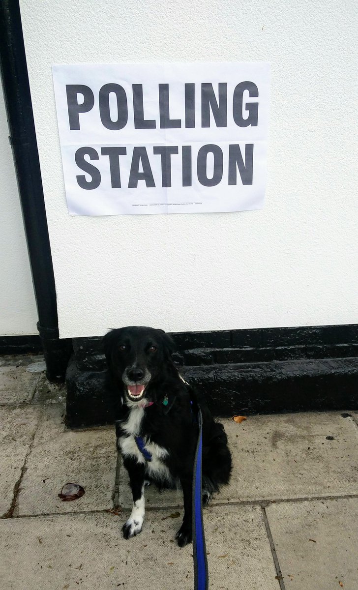 Hester's first time voting 👍
#dogsatpollingstations #rescuedog #dogsofliverpool #dogs