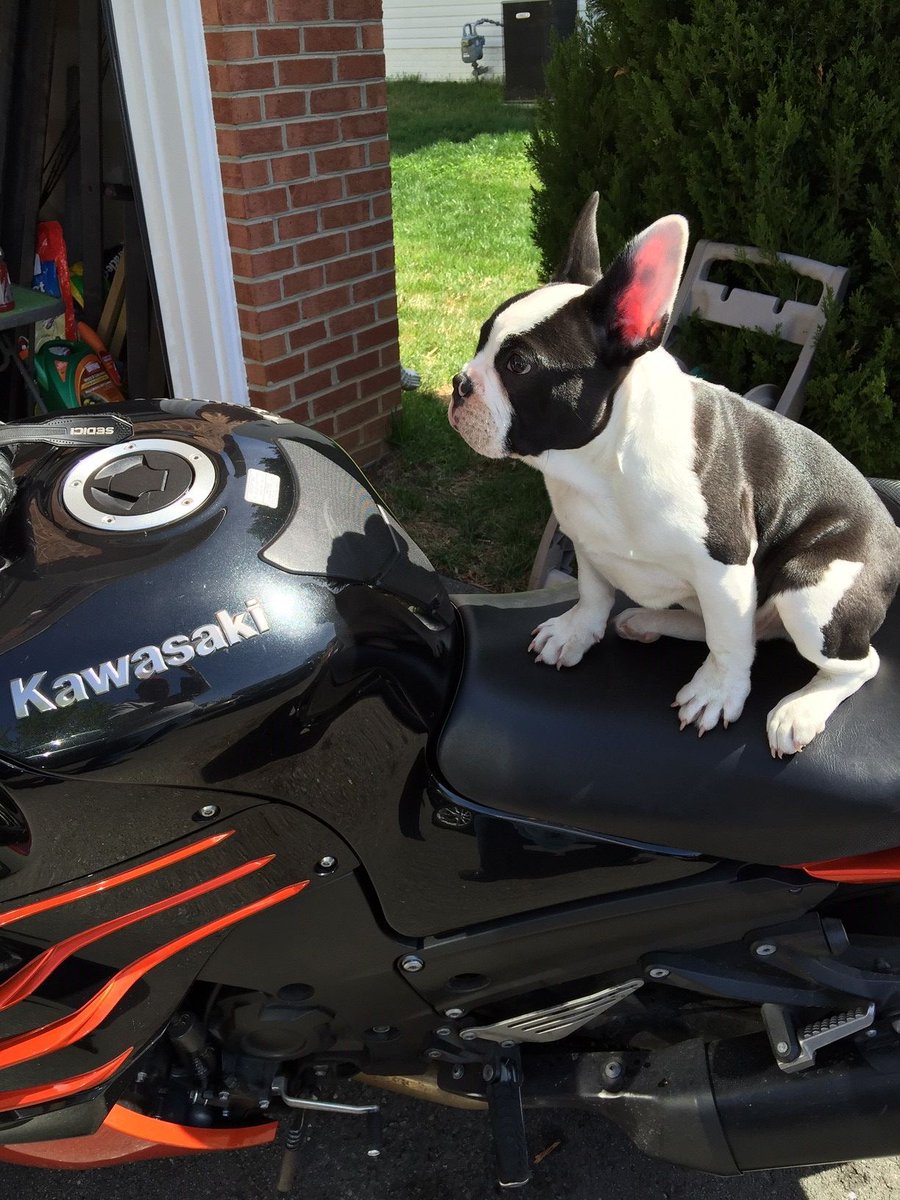MentalHealthAm's tweet photo. The company of animals – whether as pets or service animals – can have a profound impact on a person���s quality of life and ability to recover from illnesses. Reply or tweet your animal companions with #4mind4body and we might RT! https://t.co/qyLldsGjgh
