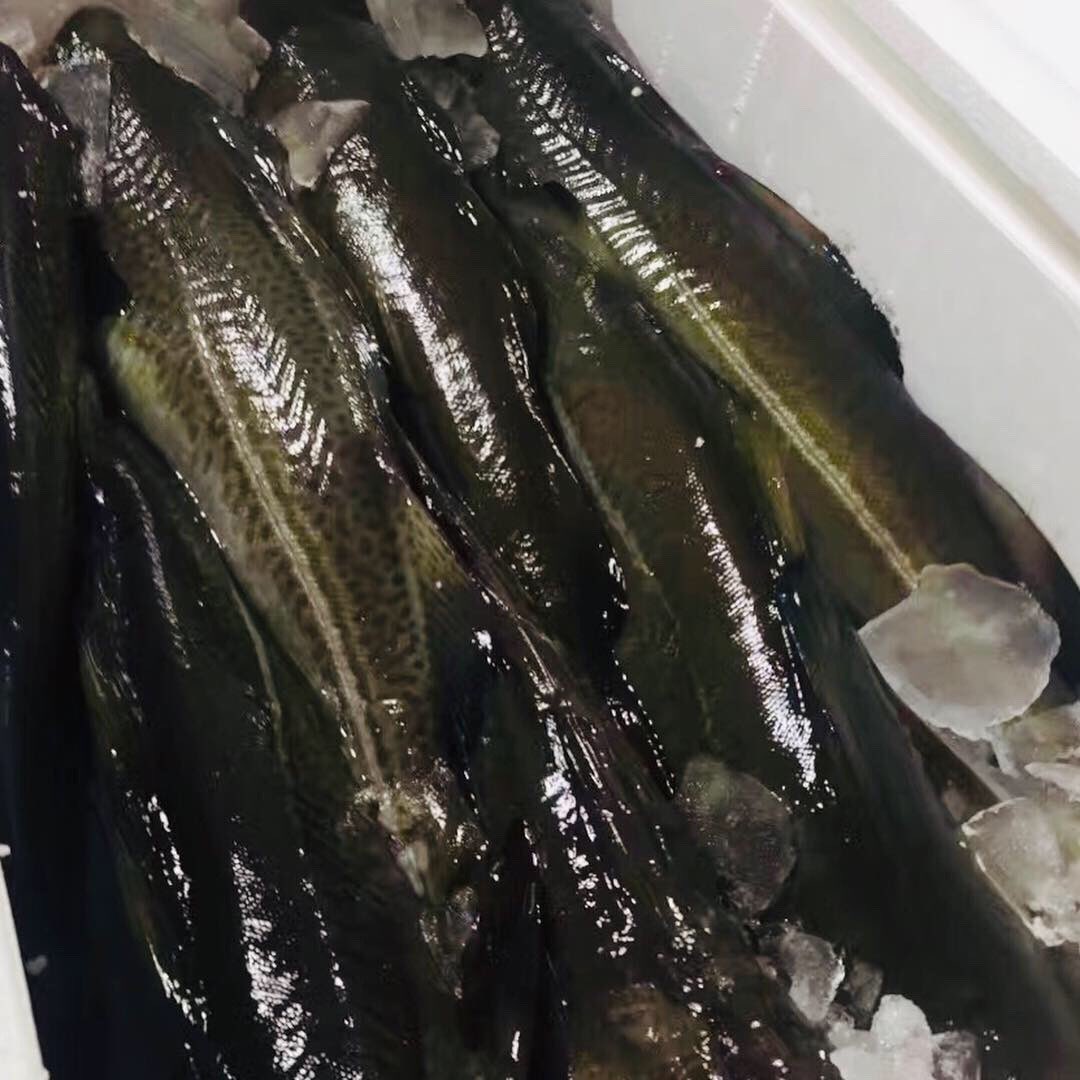 noordzeeinter's tweet photo. Quality is never an accident; it is always the result of high intention, sincere effort, intelligent direction and skillful execution; it represents the wise choice of many alternatives.#cod #fish #seafood #quality #seafoodfromholland https://t.co/ivWbKozOOP