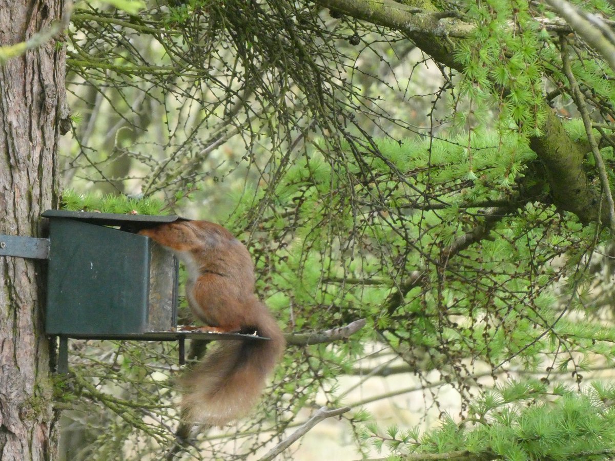 Red Squirrel Driver