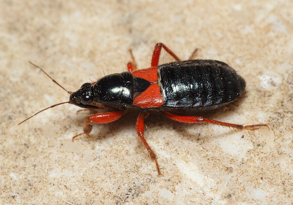 BritishBugs's tweet image. OH. MY. GOD. I&apos;ve just found a specimen of the legendary damsel bug Prostemma guttula at a site in Kent. Not seen in Britain since the 19th century and presumed extinct.