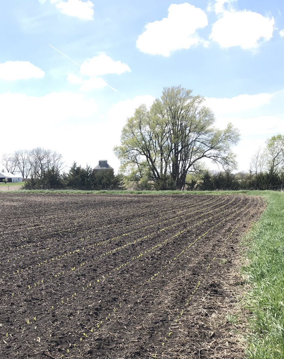 Mid-Iowa Seeds, LLC tweet media