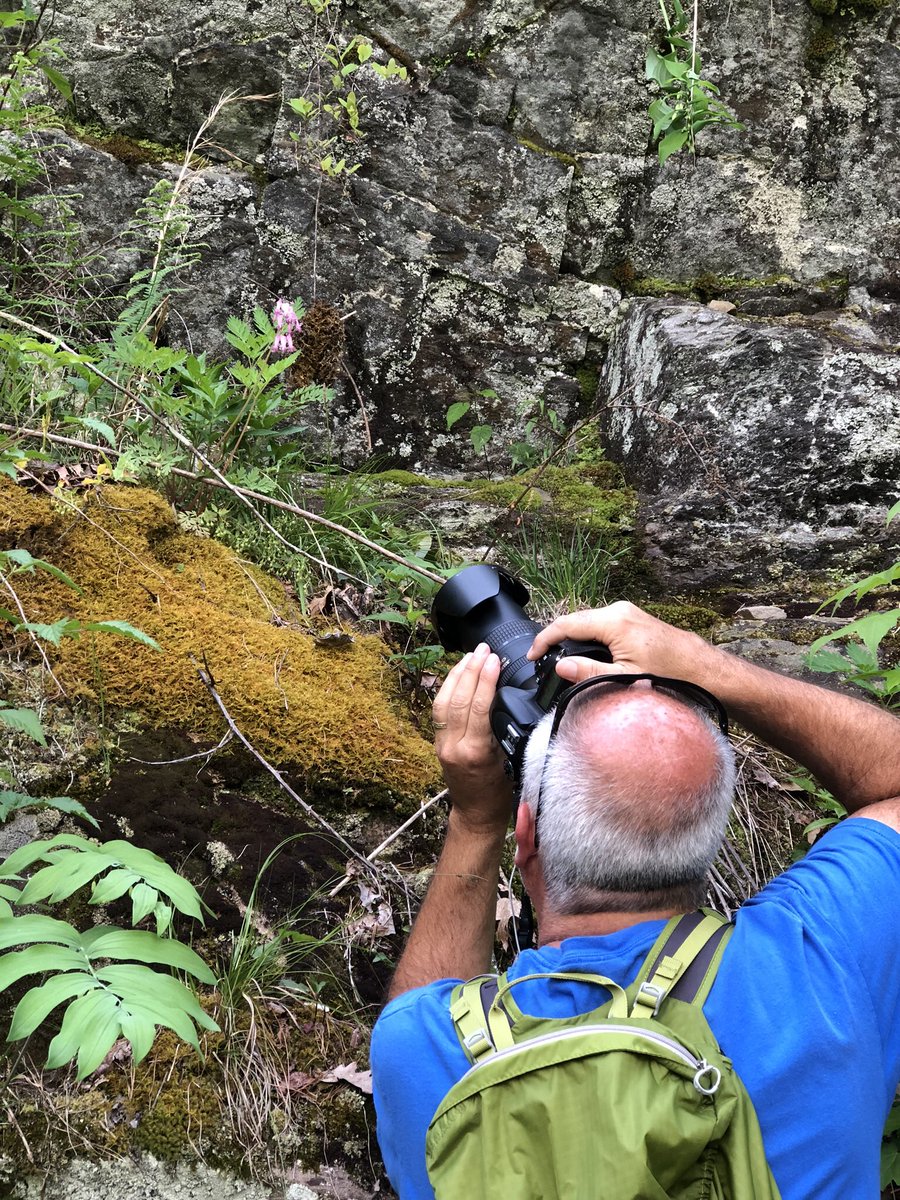 ArtSolutionsInk's tweet image. Bleeding Heart (Dicentra eximia) is the largest, rarest, and last to bloom of the Smoky Mountains Dicentras. It is sometimes called Turkey Corn, or Staggerweed because of its ability to intoxicate animals that graze on it. #greatsmokymountainsnationalpark  #landscapephotography