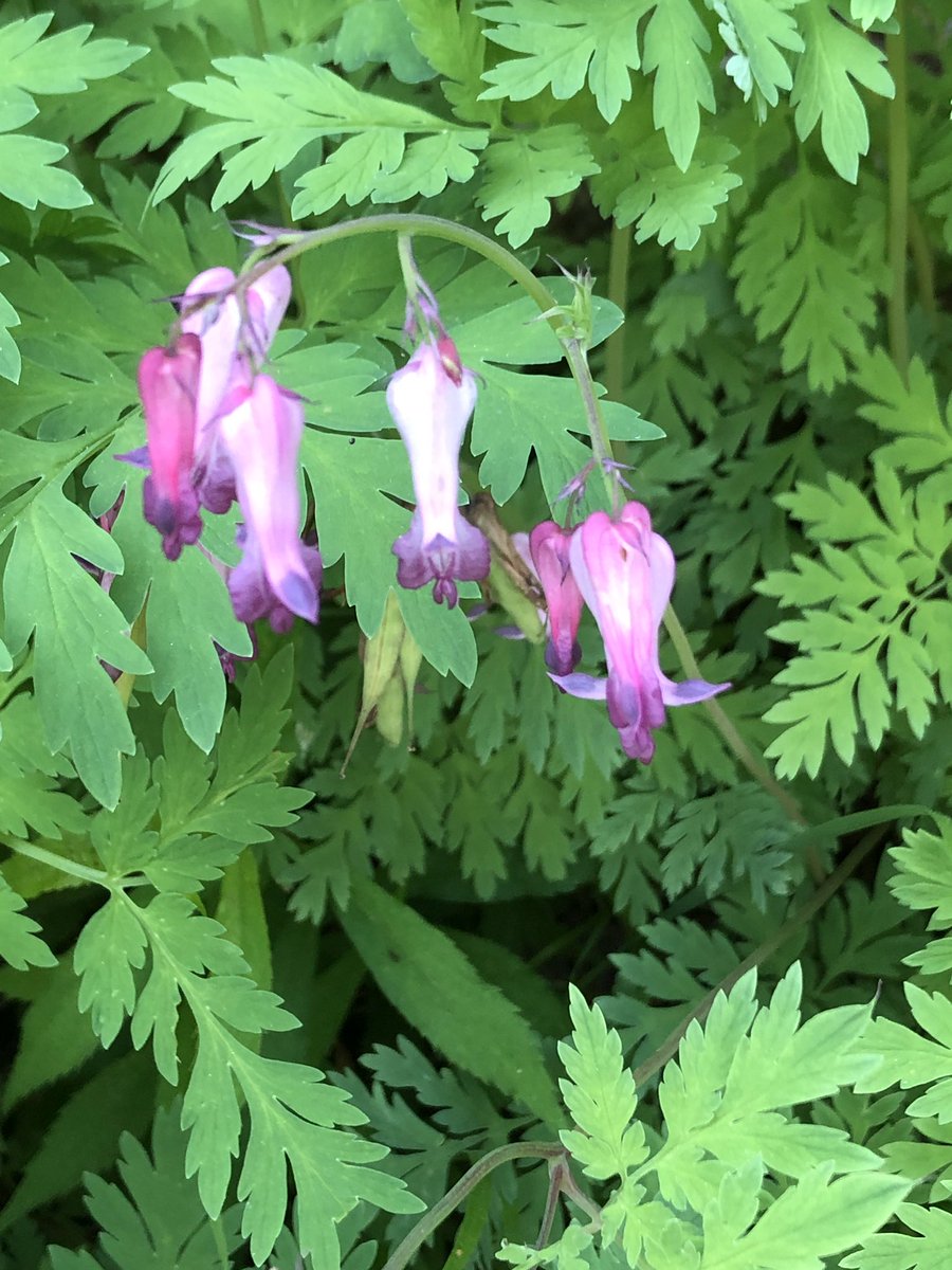 ArtSolutionsInk's tweet image. Bleeding Heart (Dicentra eximia) is the largest, rarest, and last to bloom of the Smoky Mountains Dicentras. It is sometimes called Turkey Corn, or Staggerweed because of its ability to intoxicate animals that graze on it. #greatsmokymountainsnationalpark  #landscapephotography